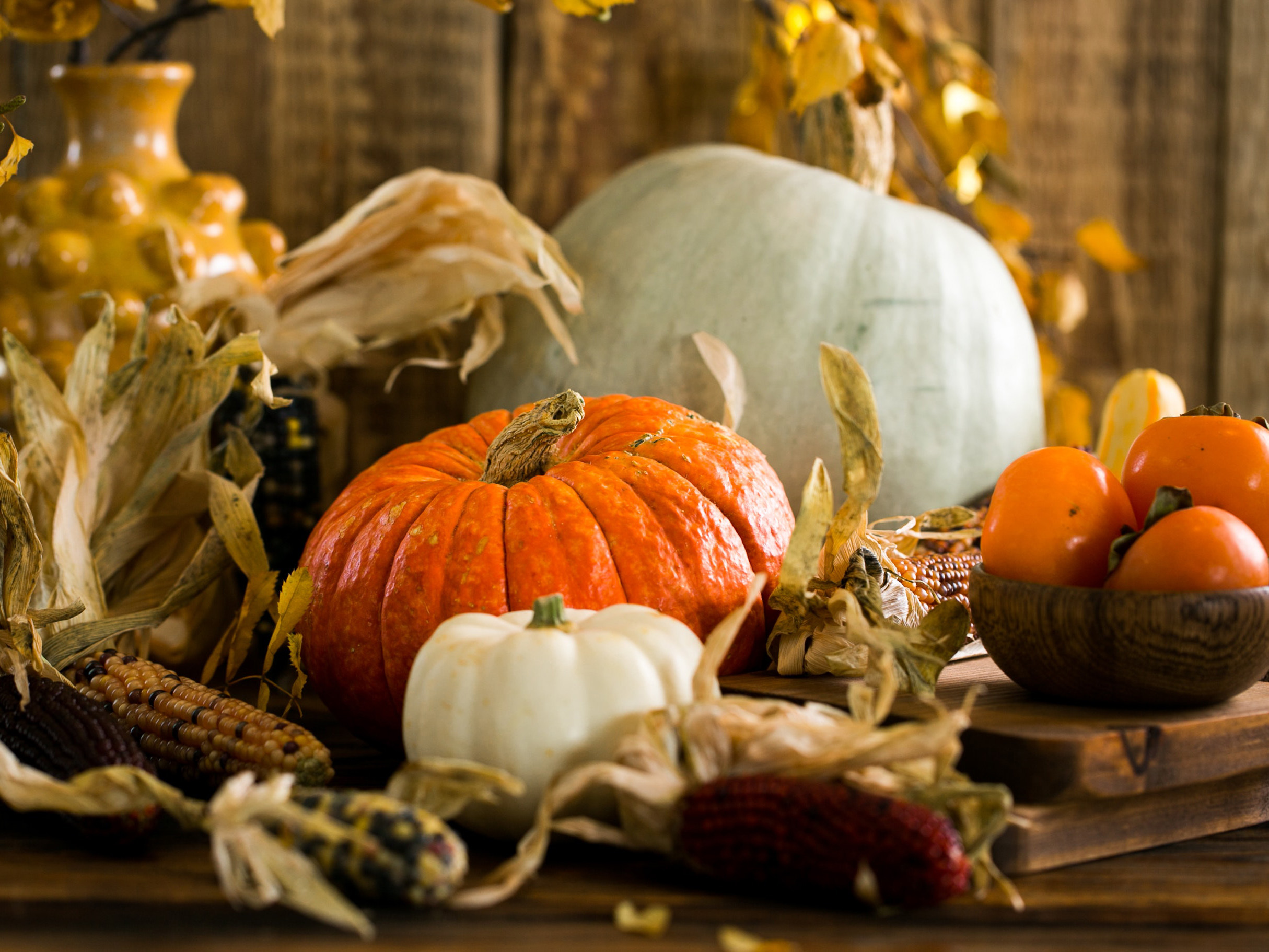 Pumpkins, maize and orange tomatoes on a table top.