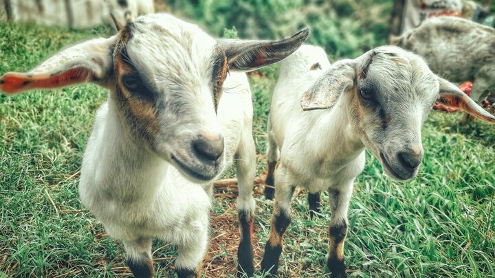 goats