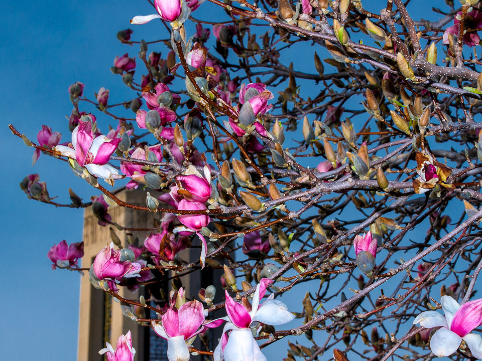 Flowers near Mueller Tower