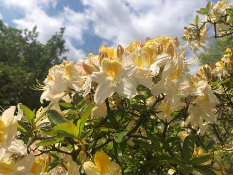 Yellow flowers bloom on East Campus