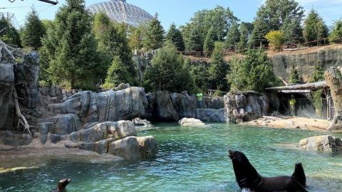 Sea lion exhibit at Henry Doorly Zoo [Photo from Henry Doorly Zoo website]