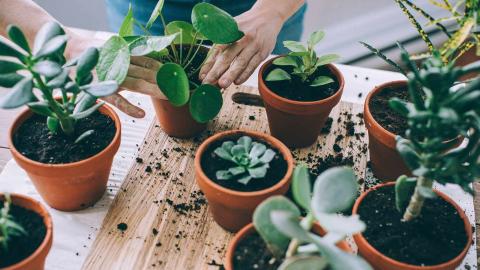 Horticulture Club is hosting a plant sale from 11 a.m. to 1 p.m. September 14. [courtesy image]